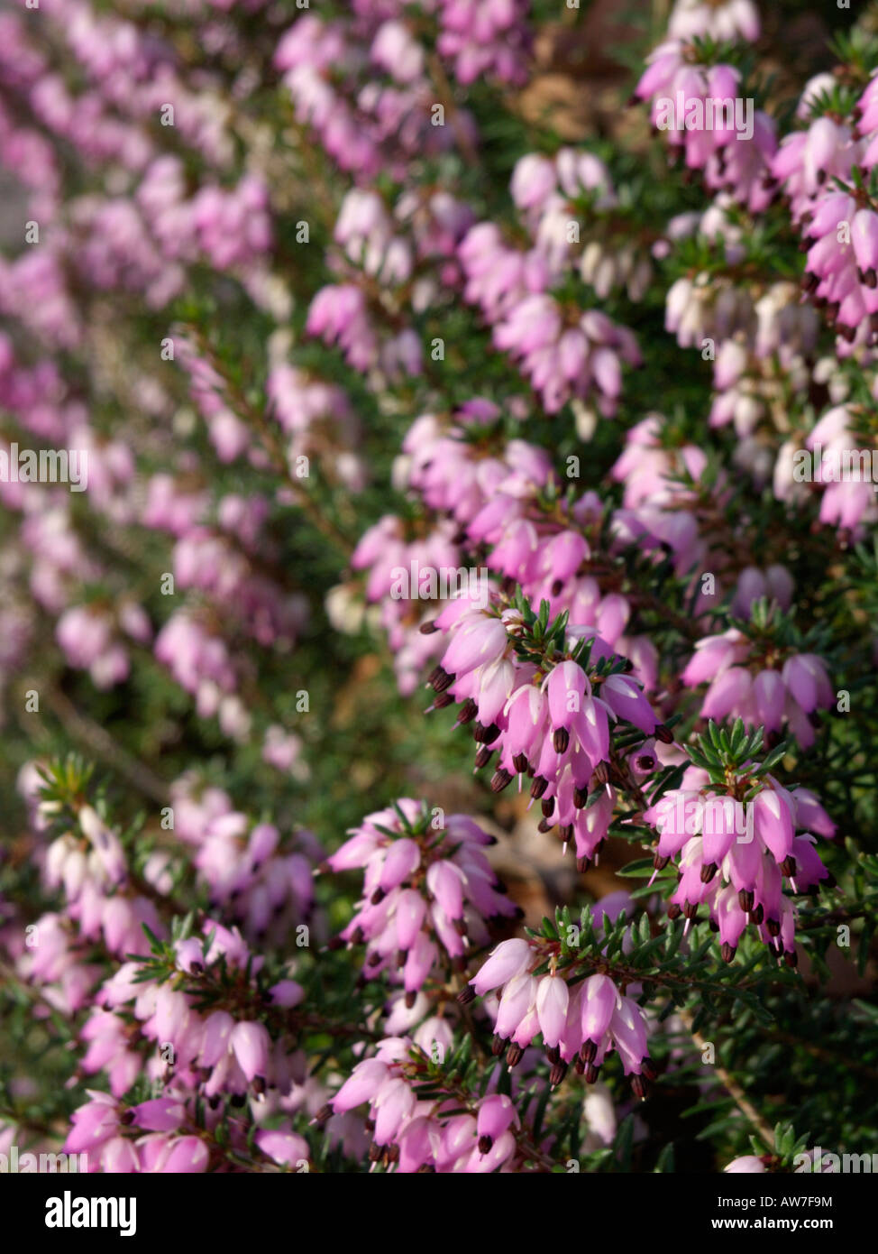 Winter heather (Erica carnea syn. Erica herbacea) Stock Photo