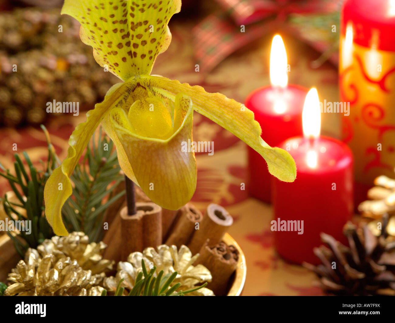 Lady's slipper orchid (Paphiopedilum) Stock Photo