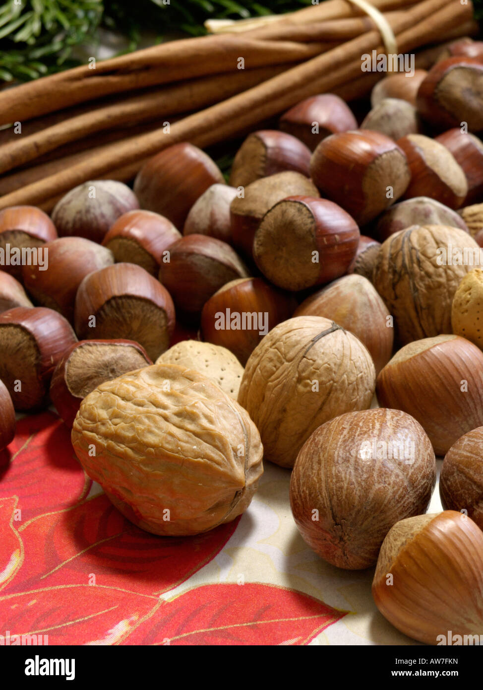 Filbert (Corylus maxima) and English walnut (Juglans regia) Stock Photo