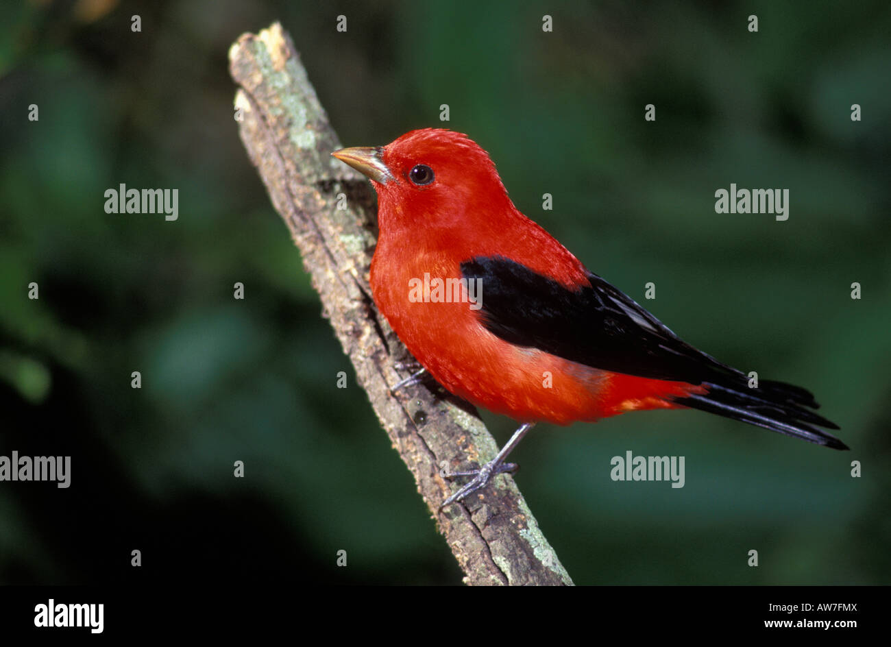 Scarlet tanager perched hi-res stock photography and images - Alamy
