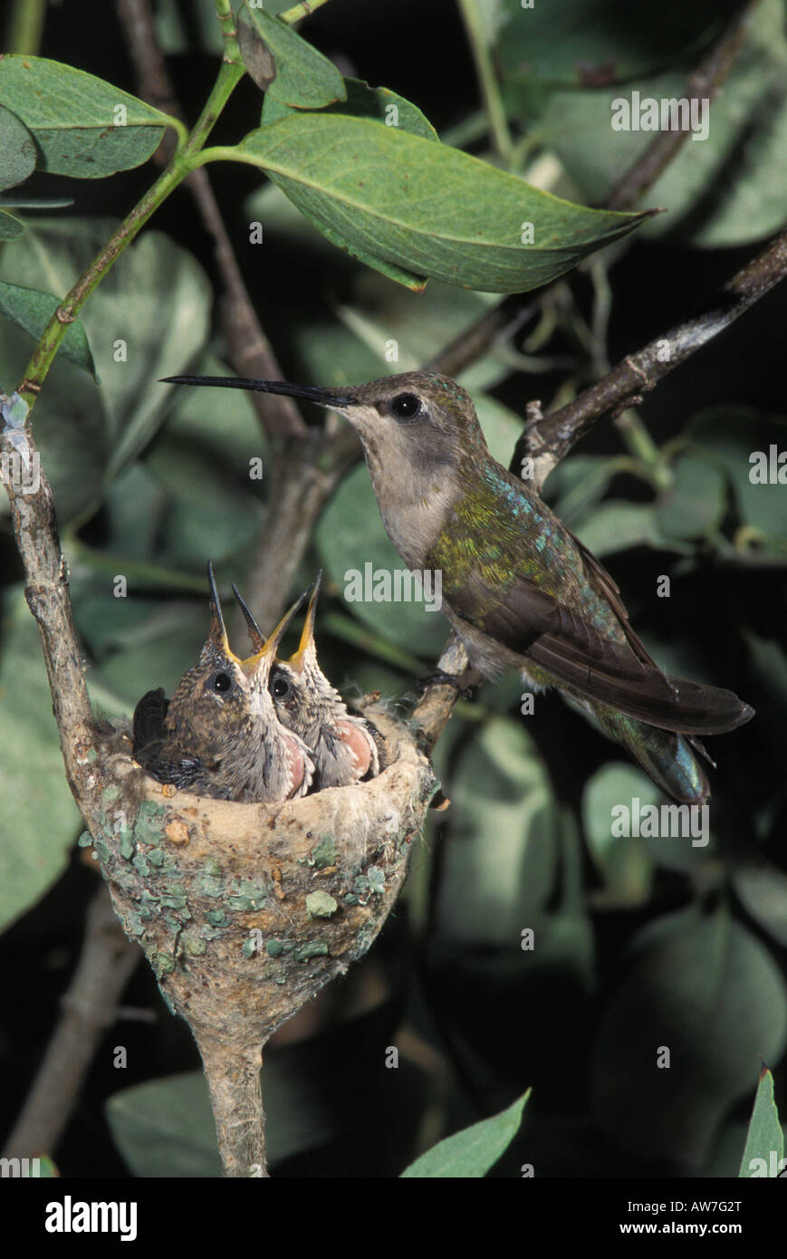 Black-chinned Hummingbird female and nestlings, Archilochus alexandri. Stock Photo