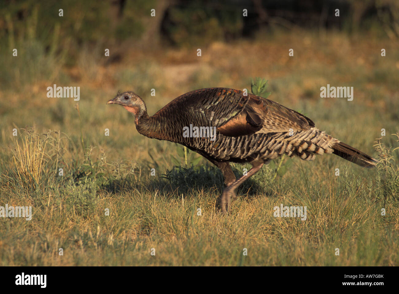 Wild Turkey Gould's form female, Meleagris gallopavo, in field Stock