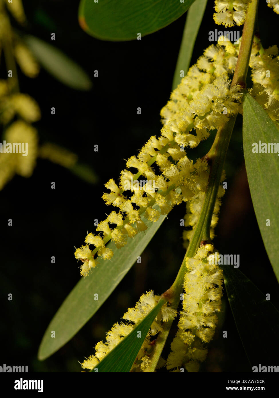 Golden wattle (Acacia longifolia) Stock Photo