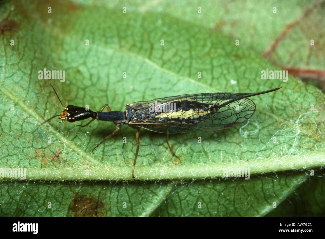 Snake fly Raphidia sp adult predatory fly France Stock Photo