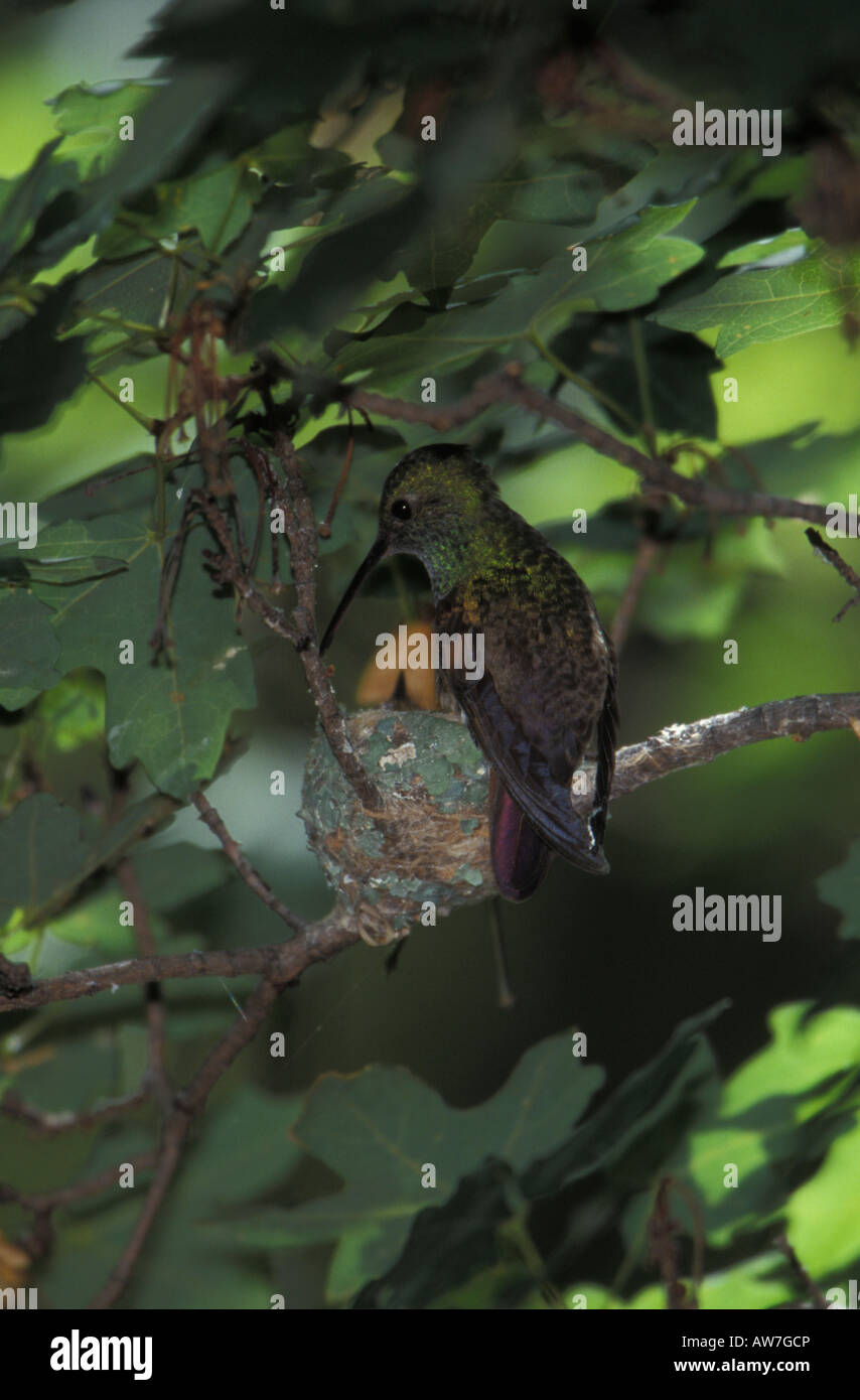 Berylline Hummingbird female at nest, Amazilia beryllina. Stock Photo