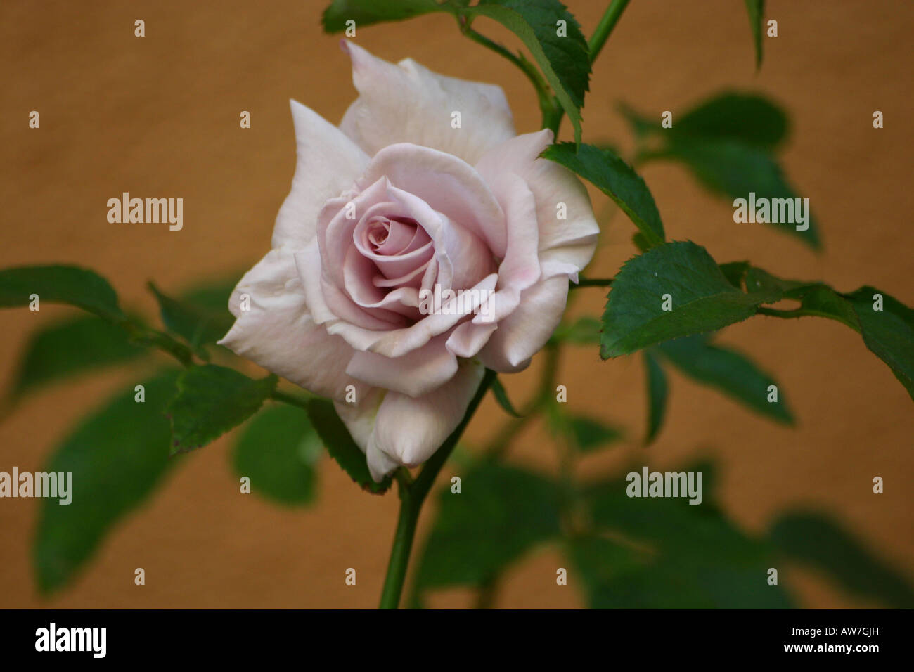 Rose flower purple hi-res stock photography and images - Alamy
