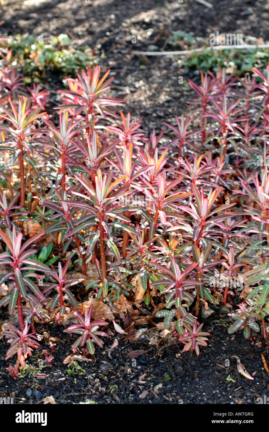 EUPHORBIA SIKKIMENSIS NEW GROWTH IN EARLY MARCH Stock Photo