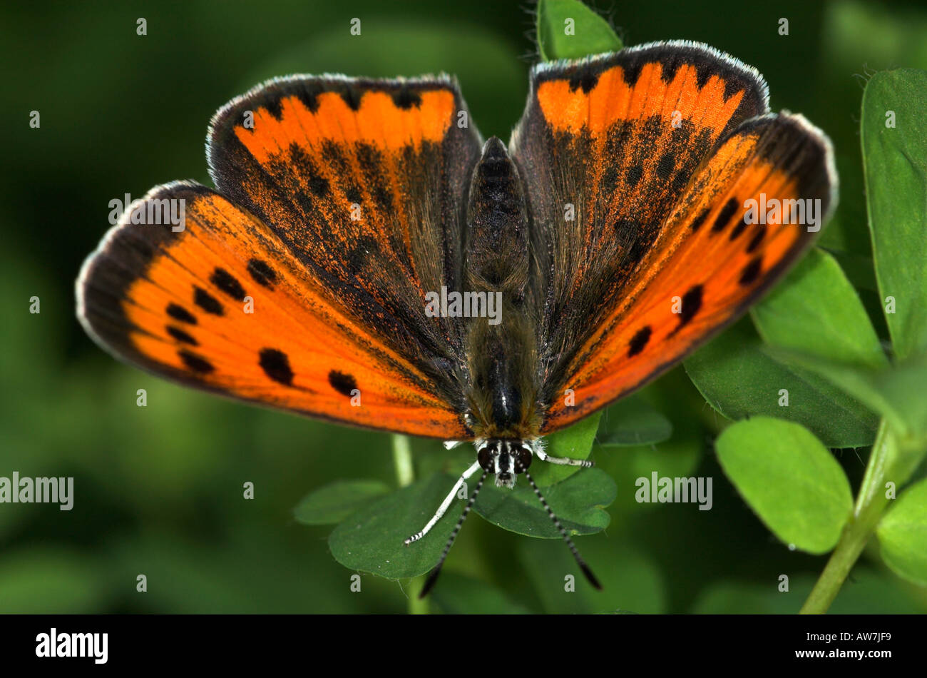 Large Copper Butterfly Lycaena dispar was extinct in UK special breeding group for release with wings open Stock Photo