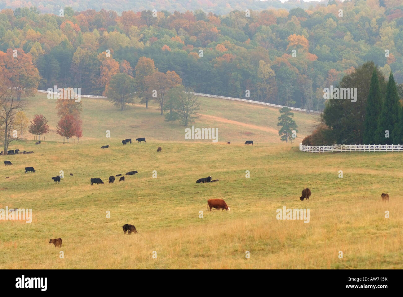 USA Gordonsville VA Cows graze in a pastoral autumn scene near Gordonsville VA Stock Photo