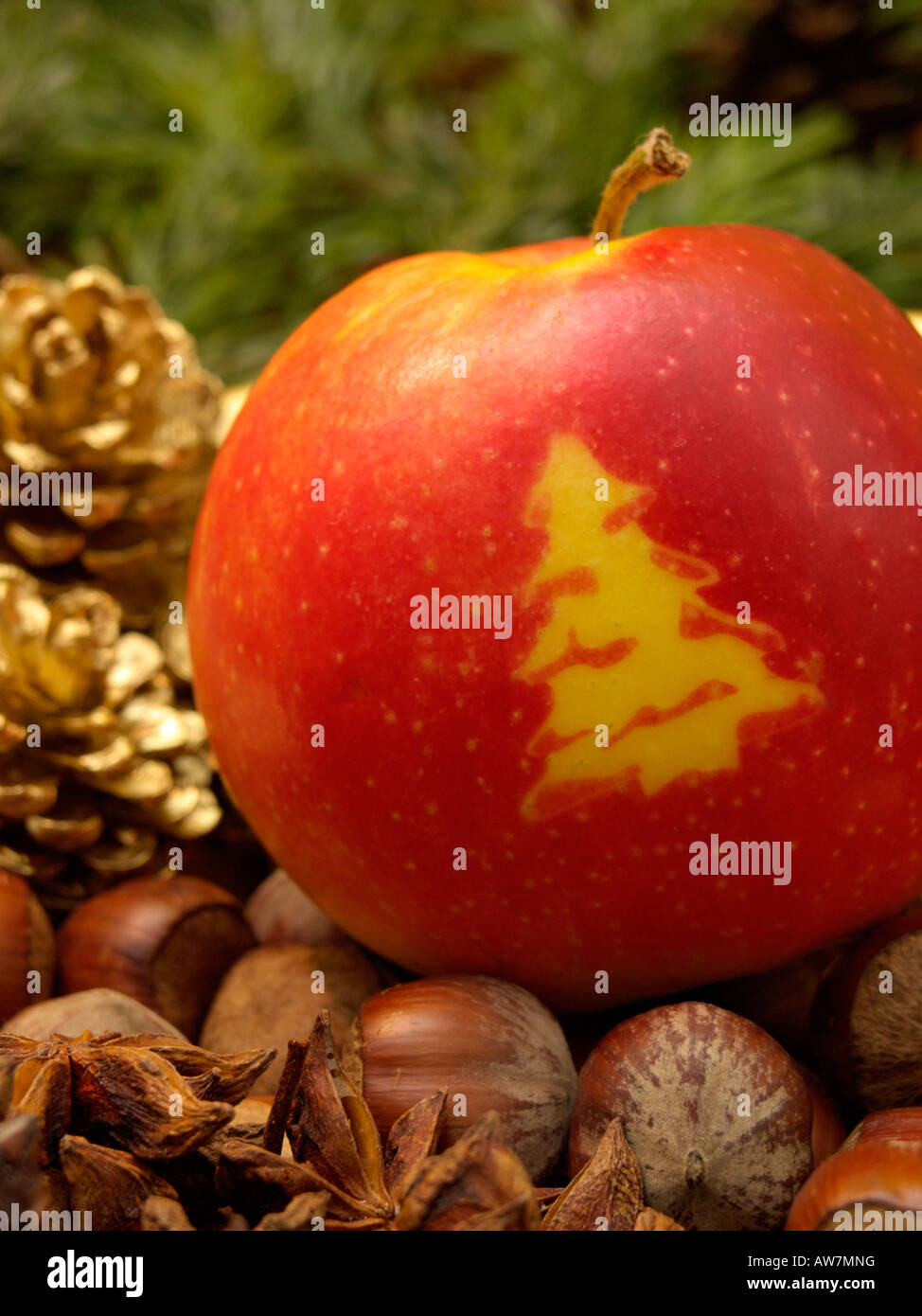 Orchard apple (Malus x domestica) with Christmas tree Stock Photo