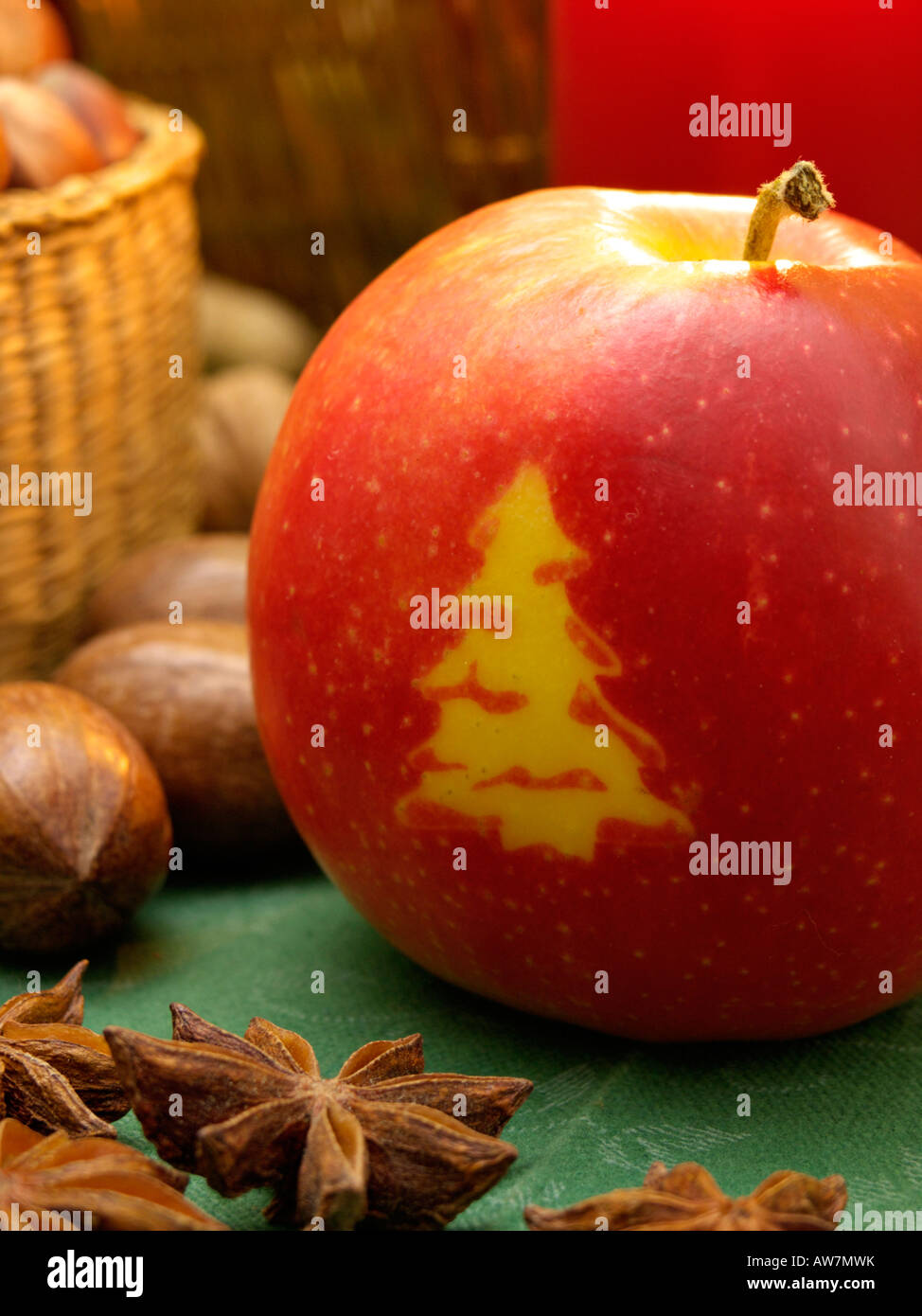 Orchard apple (Malus x domestica) with Christmas tree Stock Photo