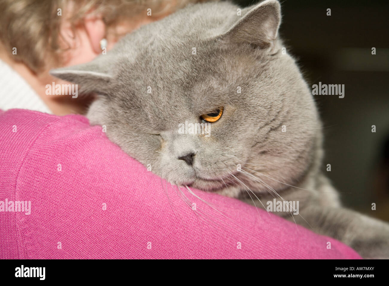 British online shorthair whiskas