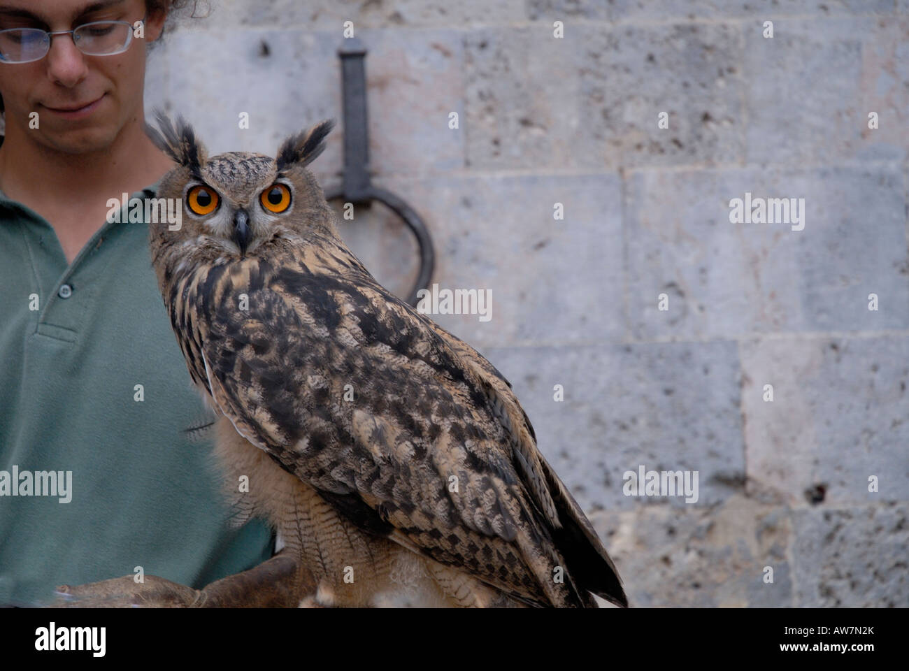 European Eagle Owl,  Bubo Bubo, in Siena, Italy Stock Photo