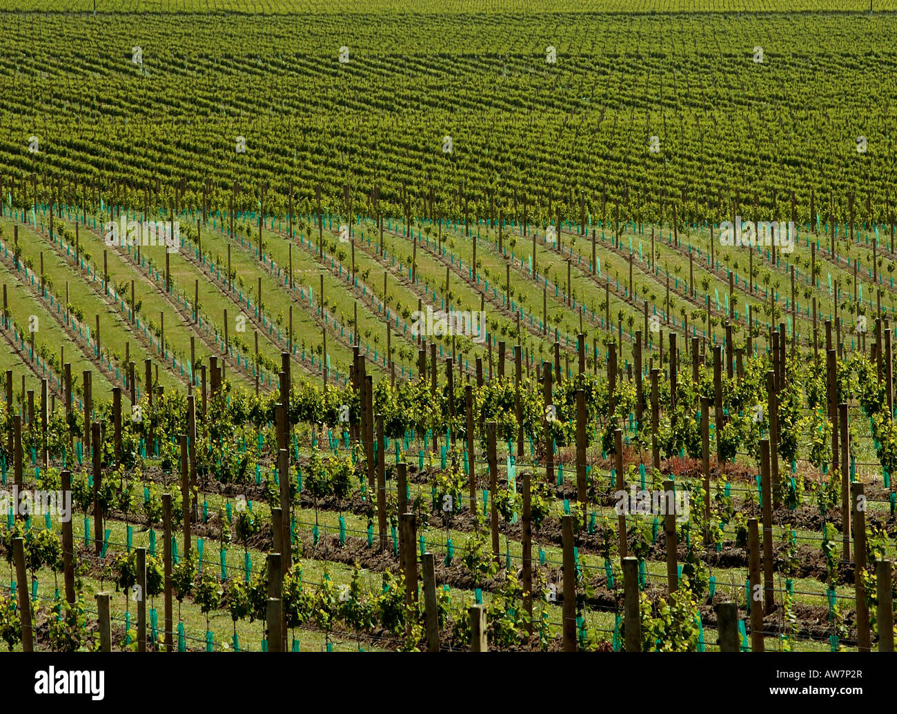 Oyster bay vineyard hires stock photography and images Alamy