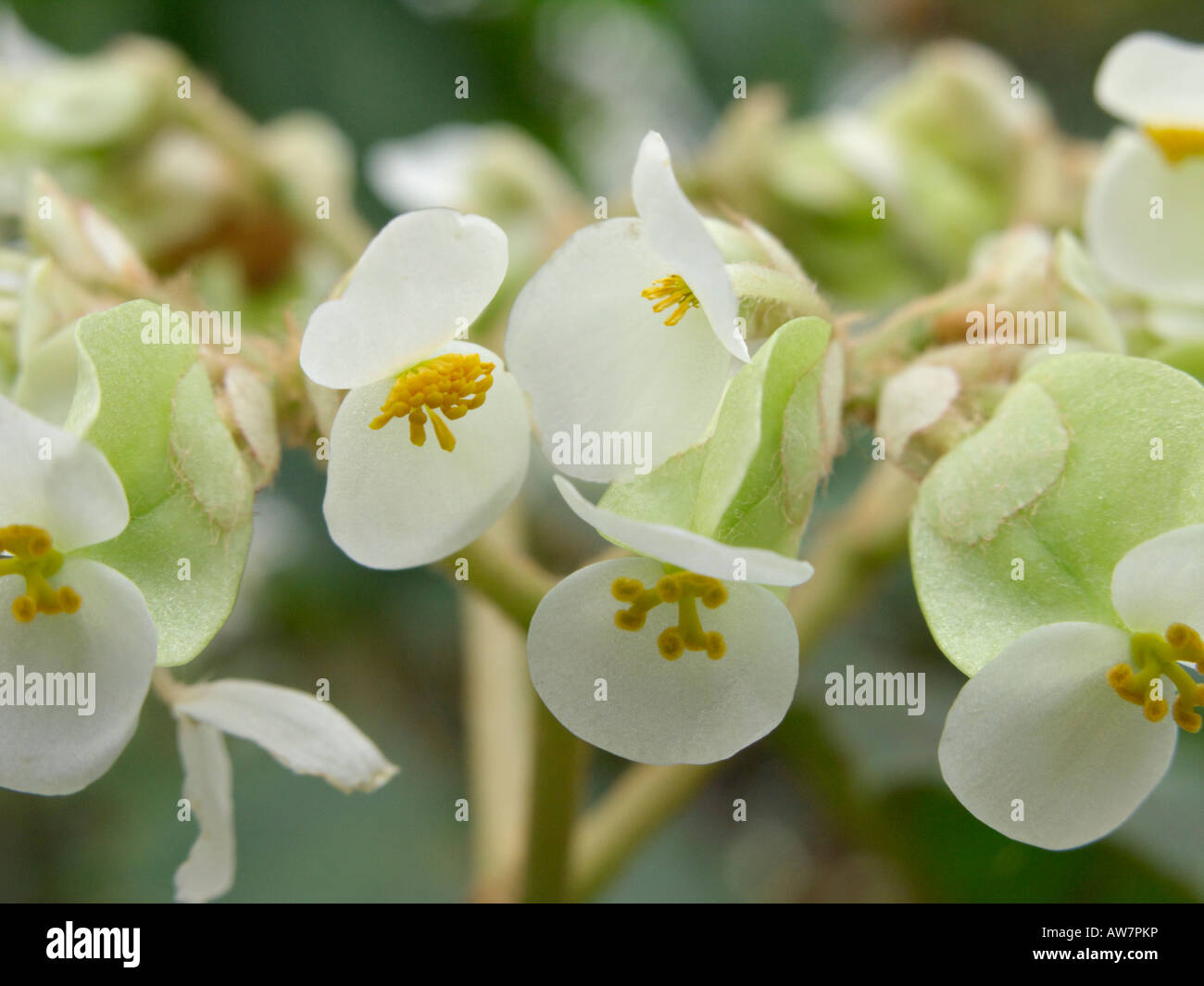 Begonia (Begonia sericoneura) Stock Photo