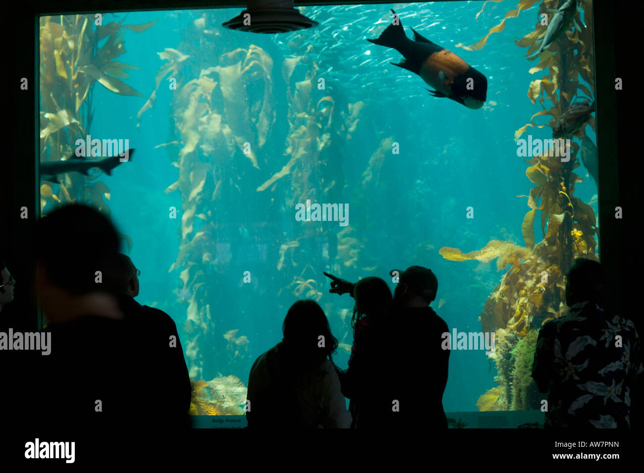 Large tank exhibit Monterey Bay Aquarium, California, USA Stock Photo