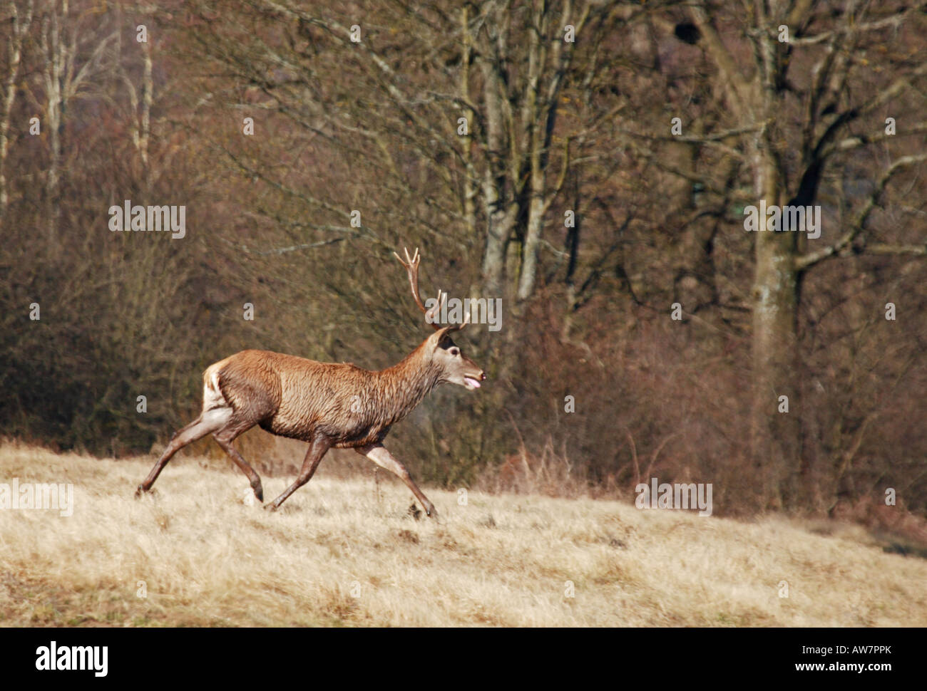 red deer stag Cervus elaphus running Stock Photo