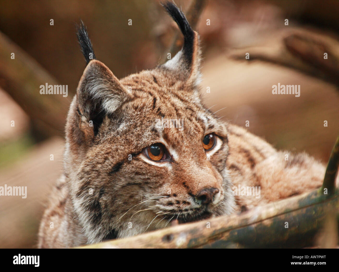 female Eurasian lynx Lynx lynx Stock Photo