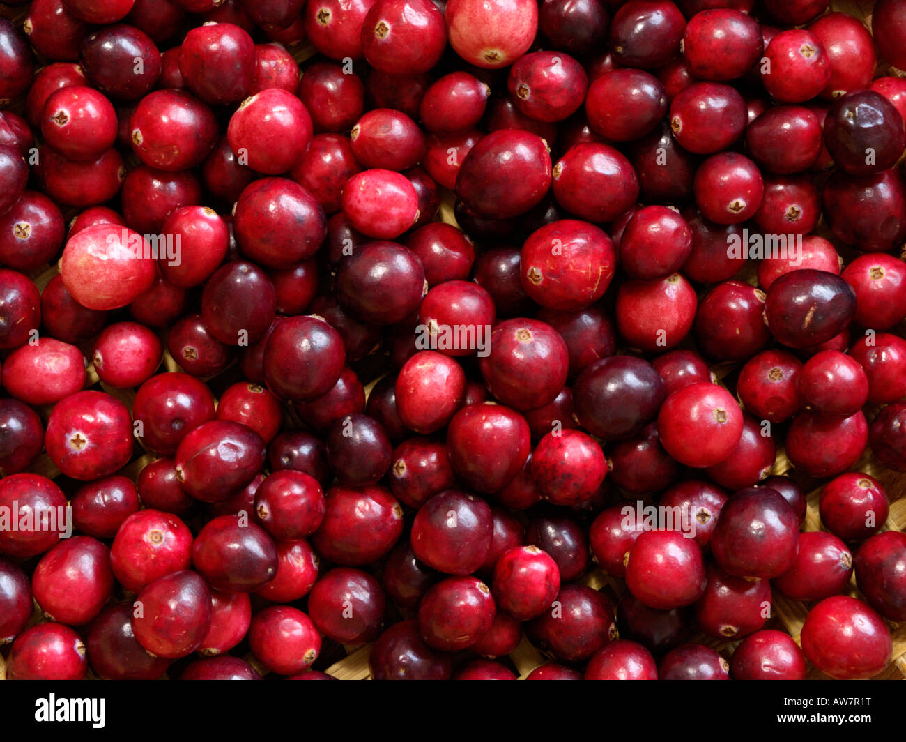 Cranberry (Vaccinium macrocarpon) Stock Photo
