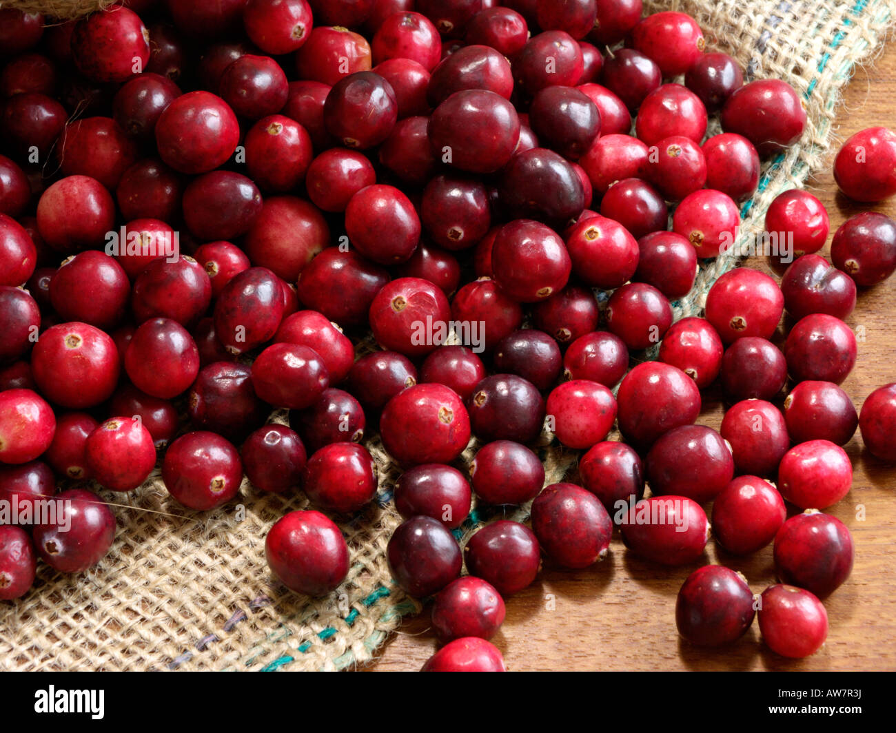 Cranberry (Vaccinium macrocarpon) Stock Photo
