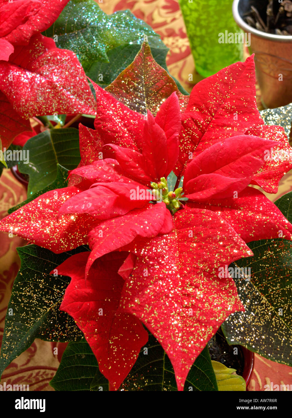 Christmas star (Euphorbia pulcherrima) with glitter Stock Photo