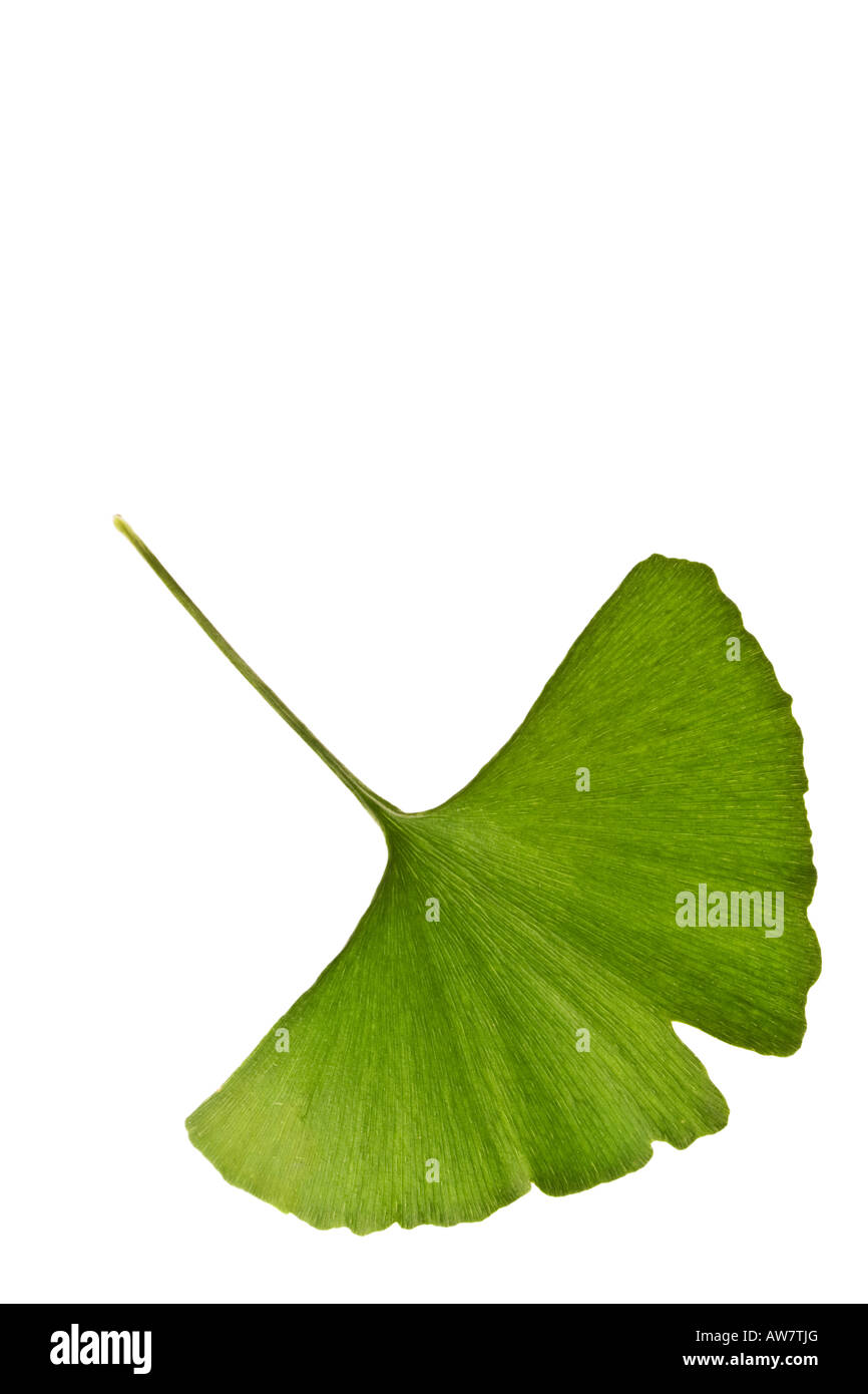 Ginkgo biloba leaf isolated ona white background. Vertical shot. Stock Photo