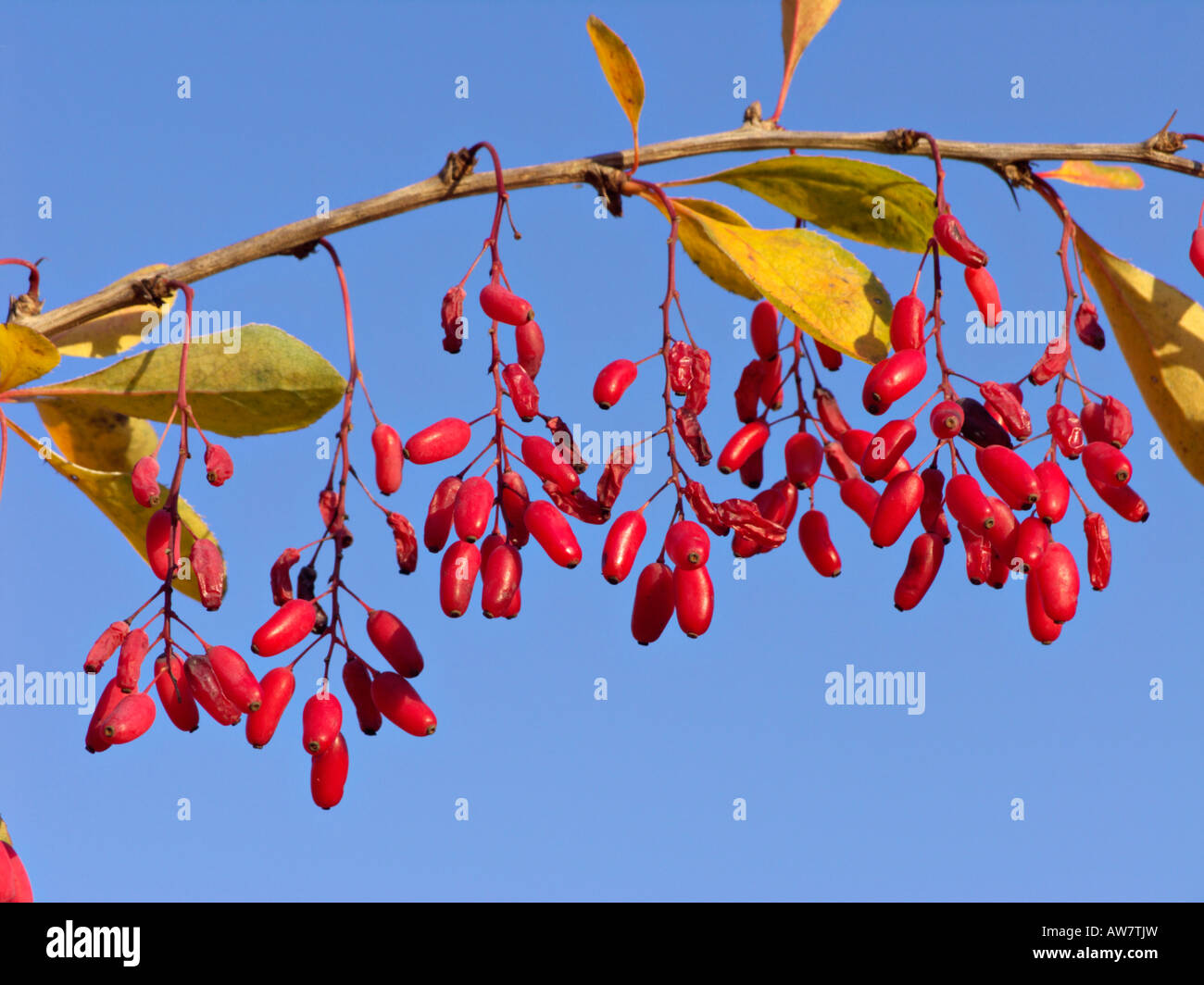 Common barberry (Berberis vulgaris Stock Photo Alamy