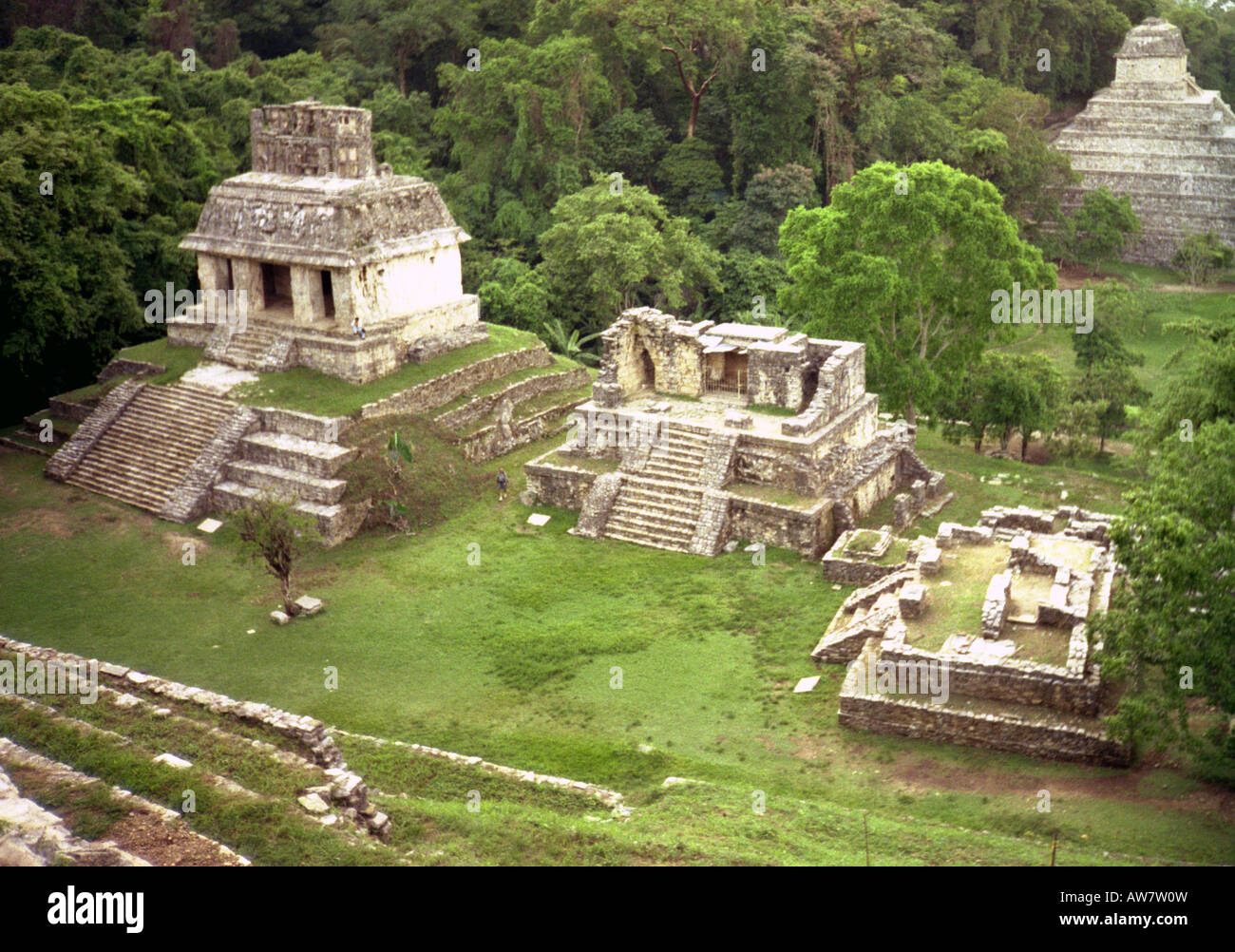 Magnificent Maya site pyramids ancient city jungle tree exotic tropical wild Palenque Yucatan Mexico Central Latin America Stock Photo