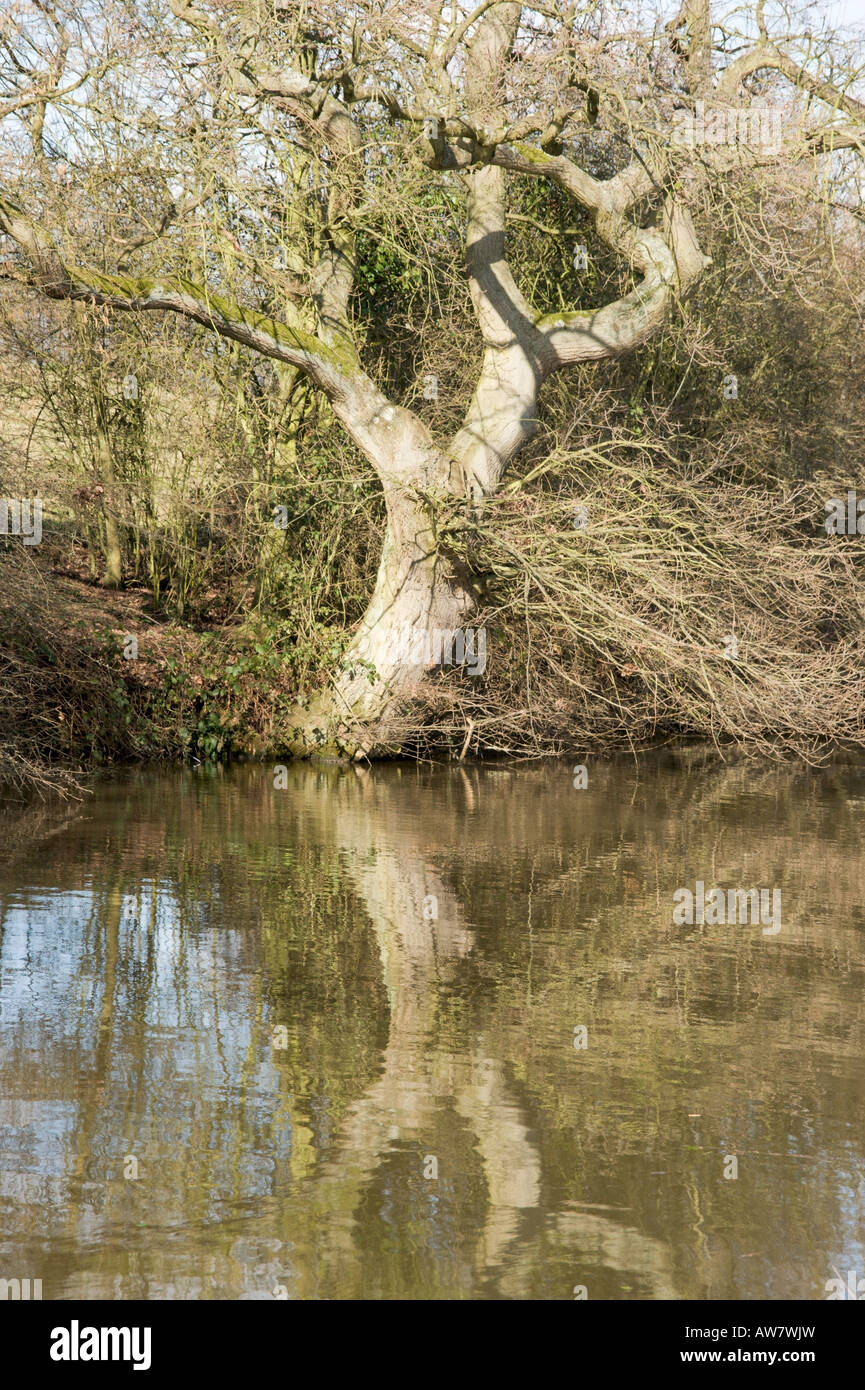 The banks of a river with bushes and trees Stock Photo - Alamy