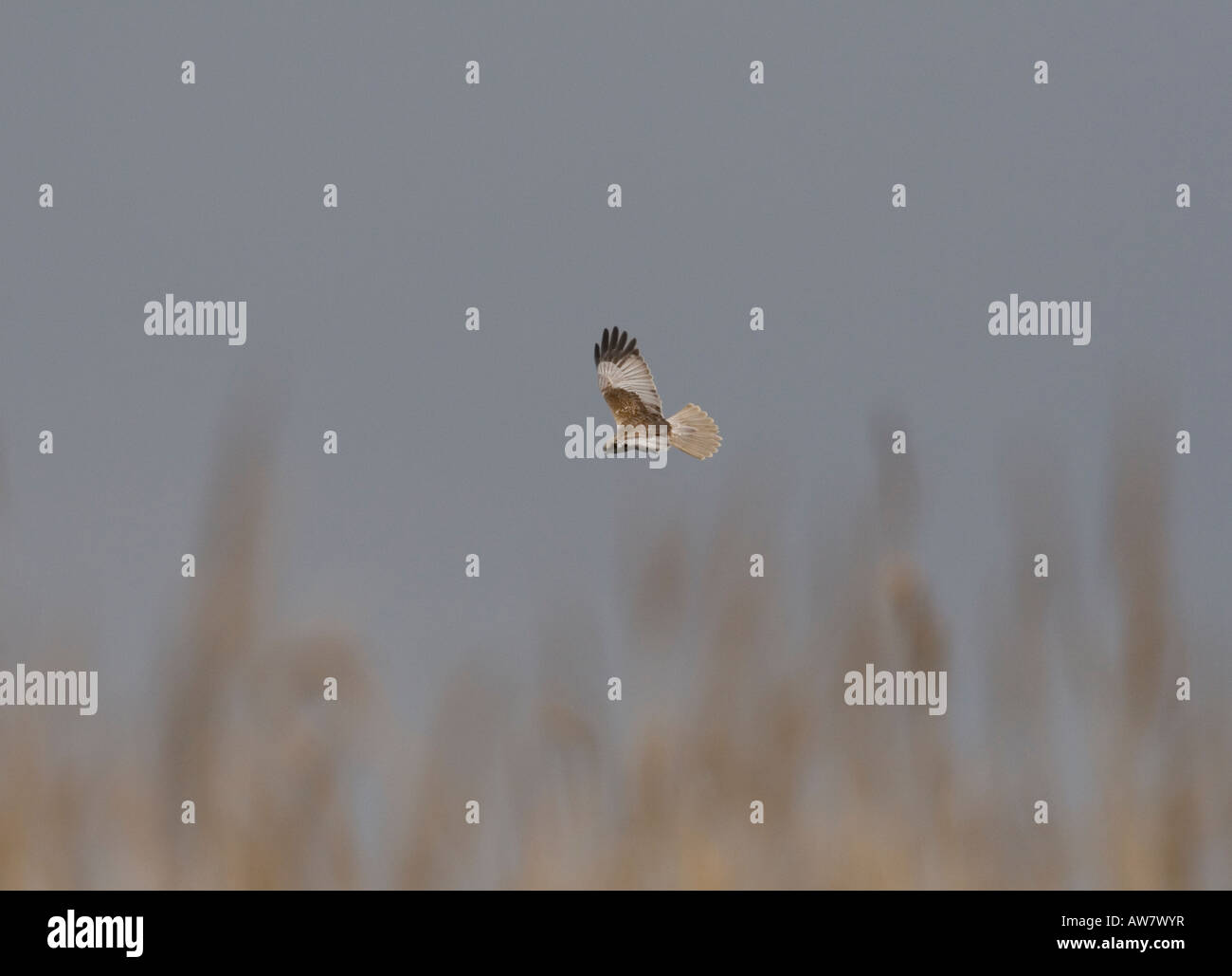 Marsh Harrier, male, over reedbed, UK, spring Stock Photo