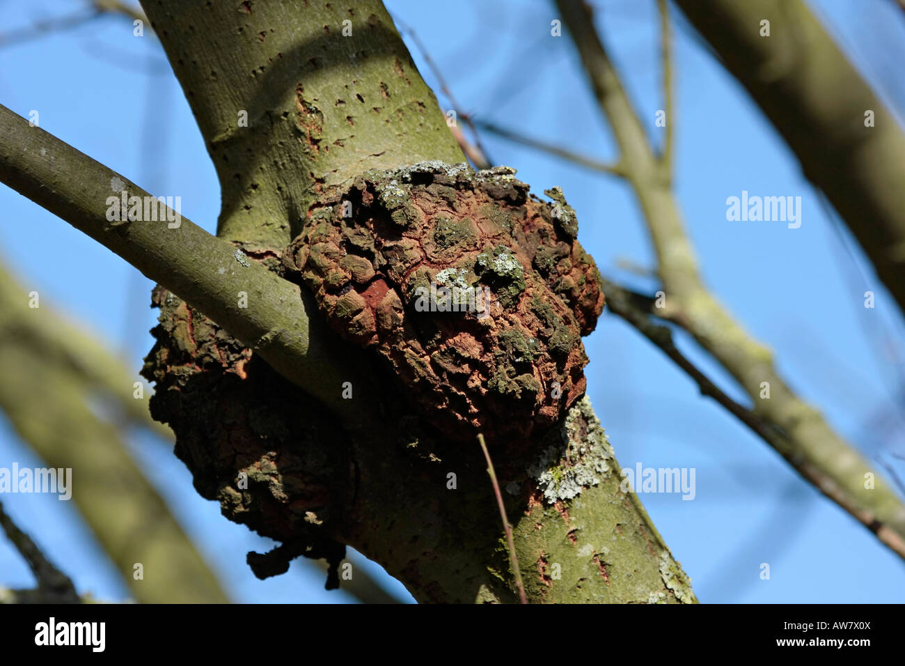 Tree gall in late winter Stock Photo