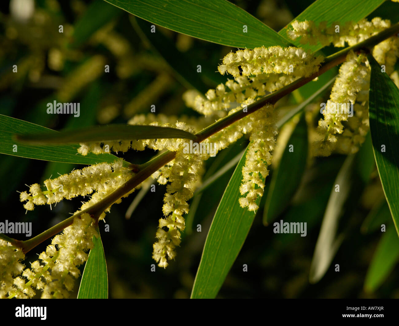 Golden wattle (Acacia longifolia) Stock Photo