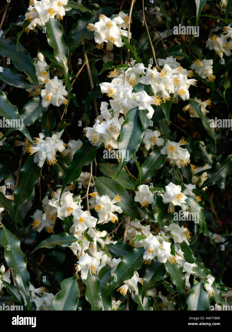 Camellia (Camellia tsaii) Stock Photo