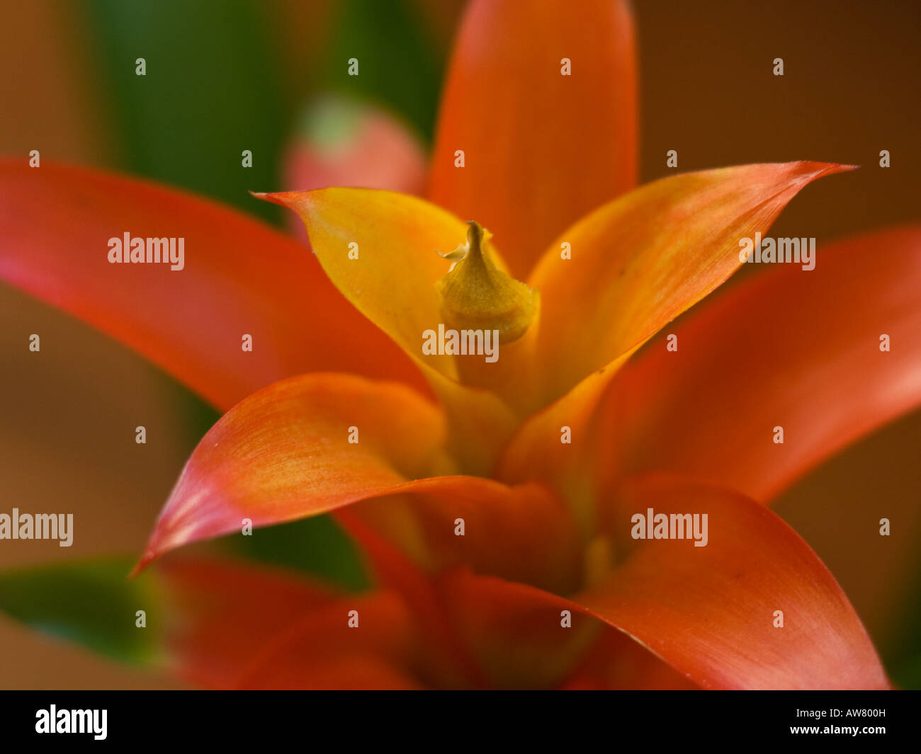 A beautiful, flowering bromeliad. Stock Photo