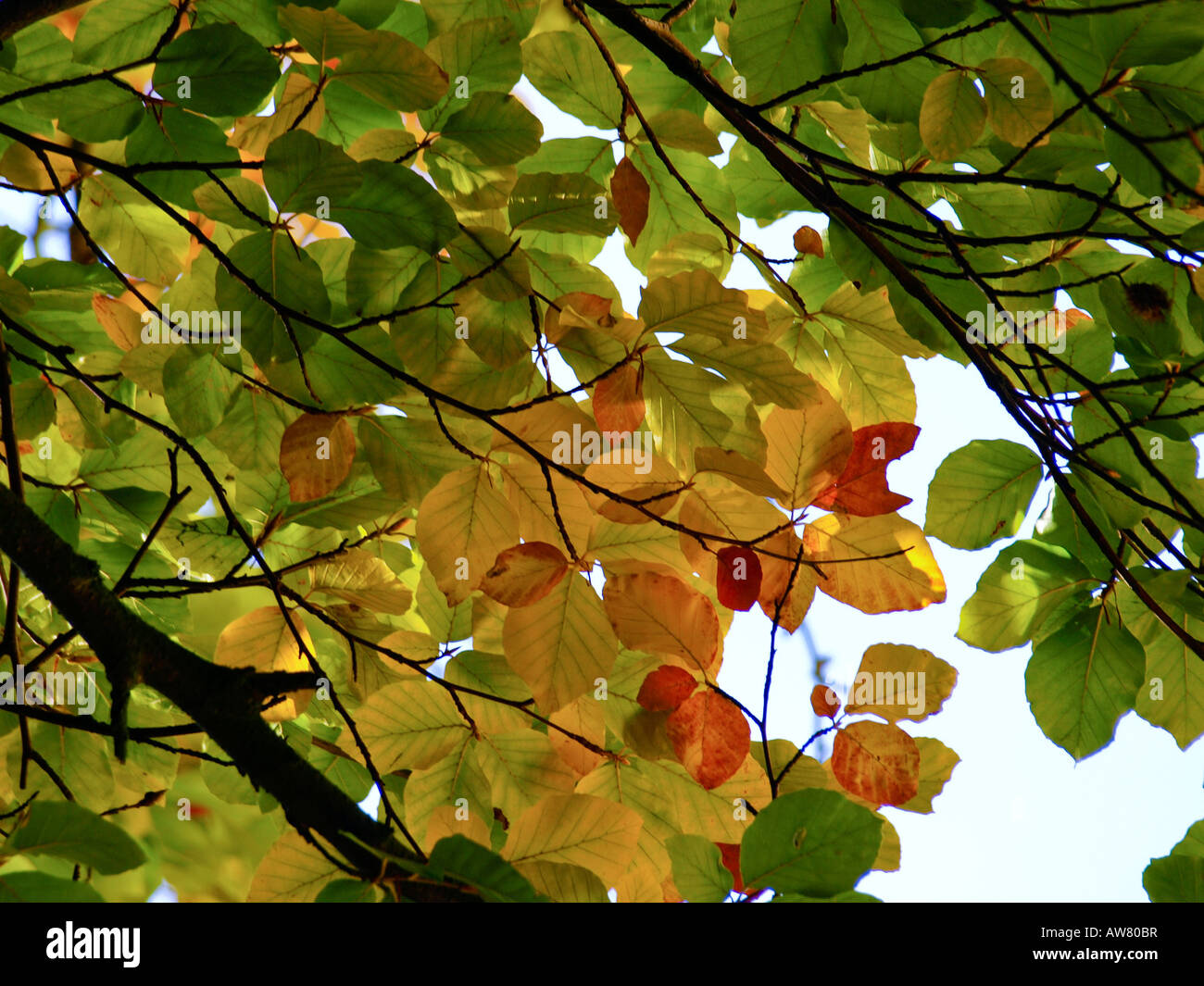 Colourful autumn, Beech leaves in Lund, Sweden. Stock Photo