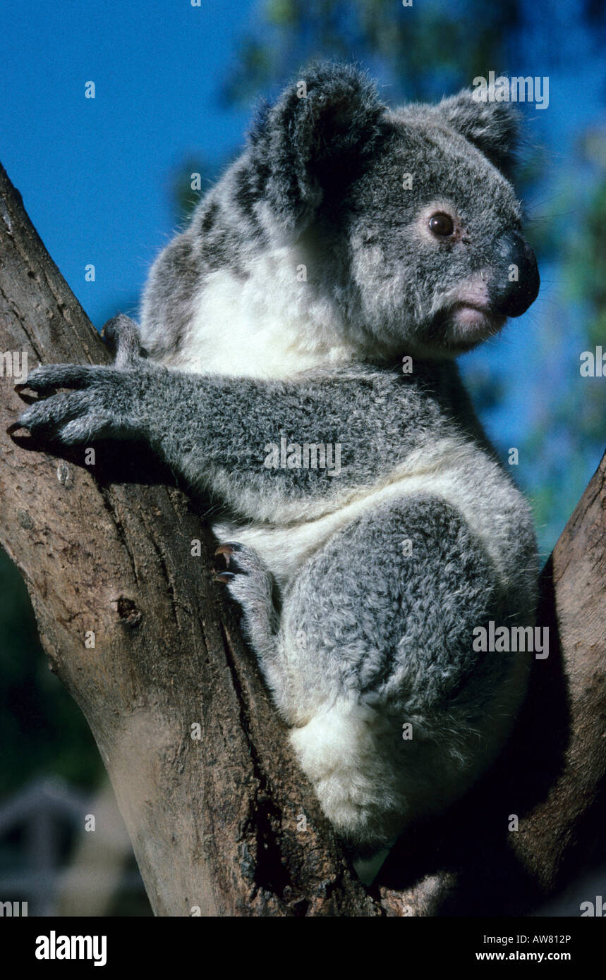 Koala phascolarctos cinereus marsupial hi-res stock photography and