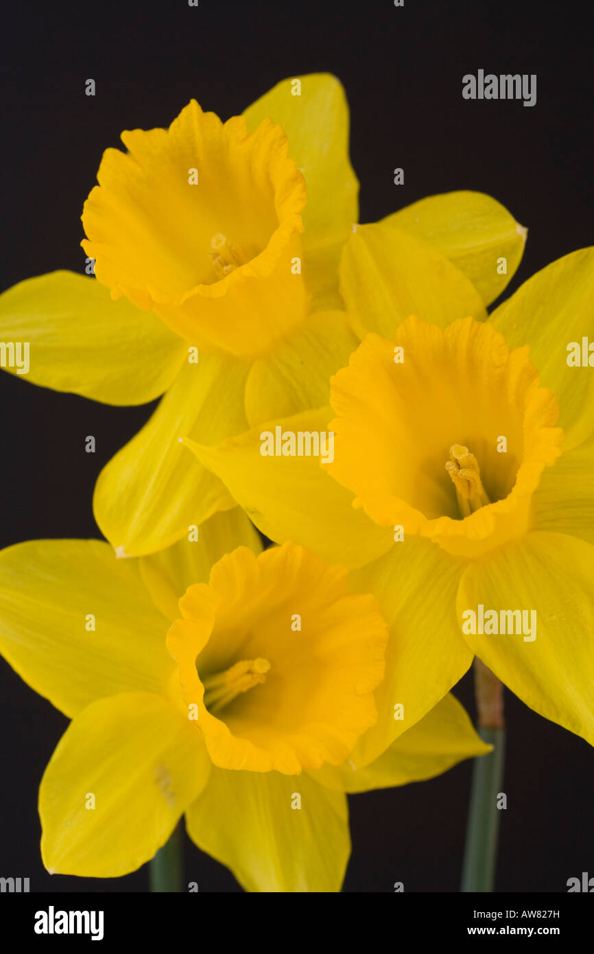 Yellow daffodils (Narcissus) against black background Stock Photo