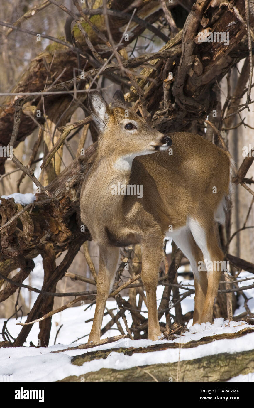 Young deer American USA US roe deer doe fawn vertical hi-res Stock Photo