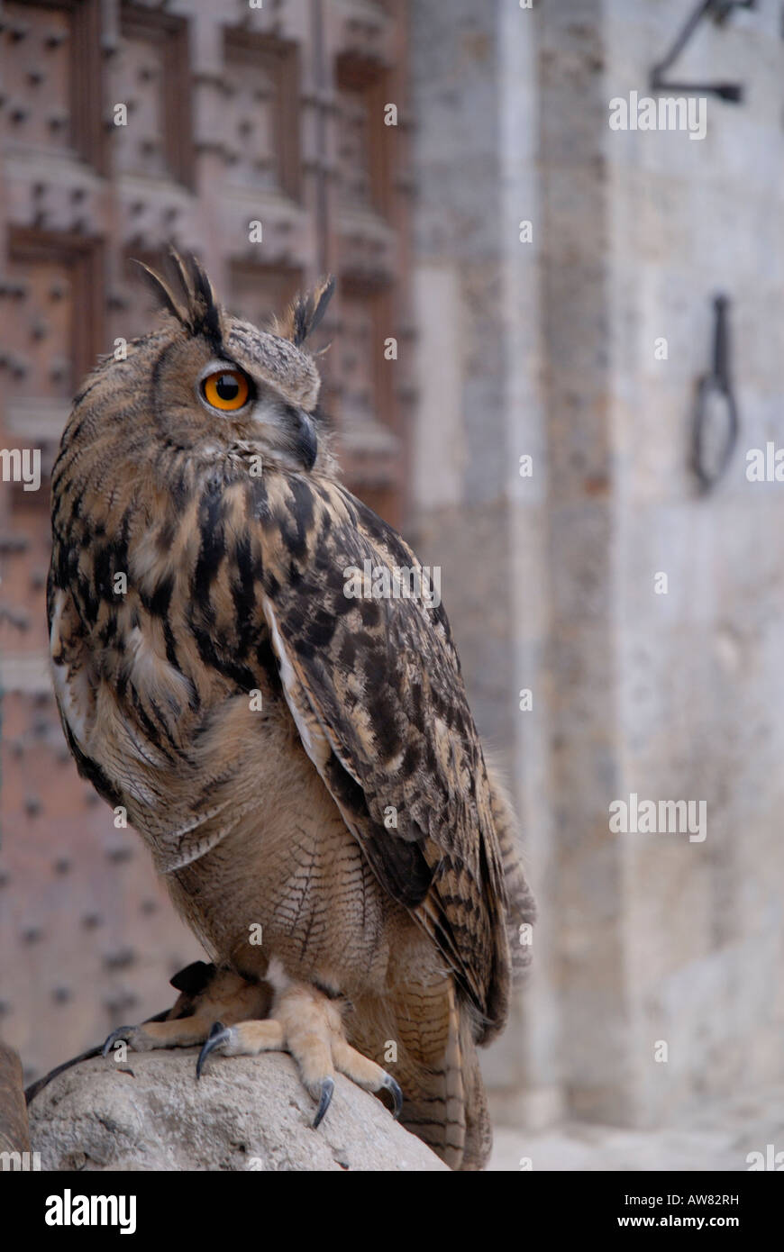 European Eagle Owl,  Bubo Bubo, in Siena, Italy Stock Photo