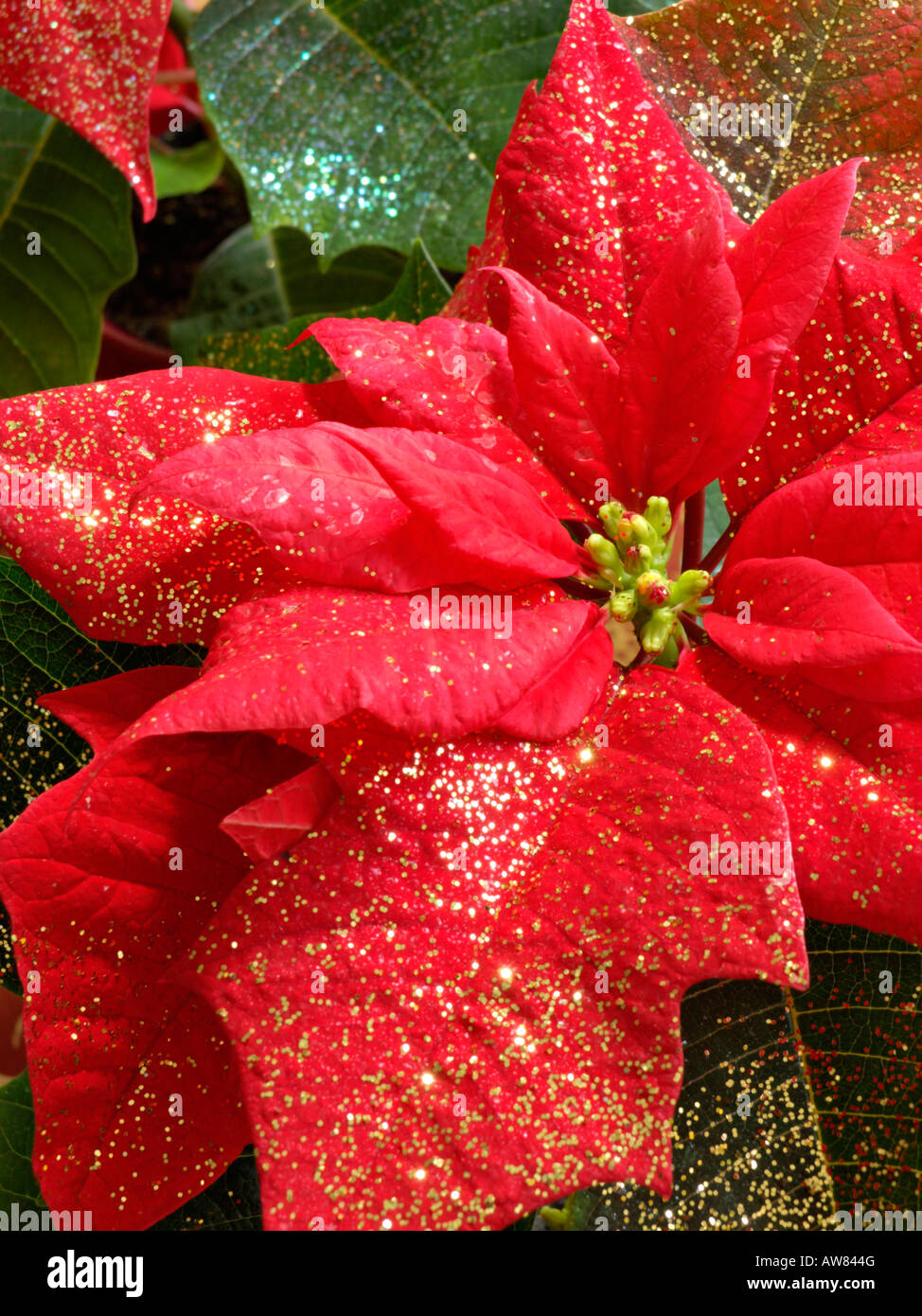 Christmas star (Euphorbia pulcherrima) with glitter Stock Photo