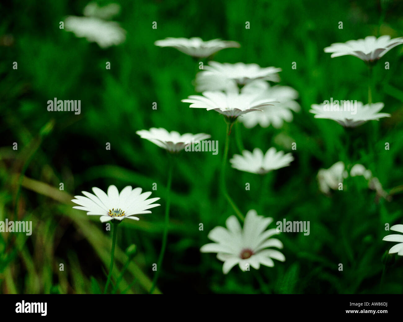osteospermum cape daisy white flowers Stock Photo
