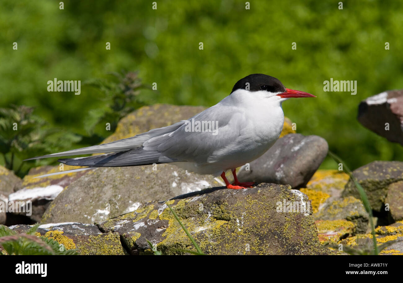 Arctic Tern. Adult on breeding grounds Stock Photo