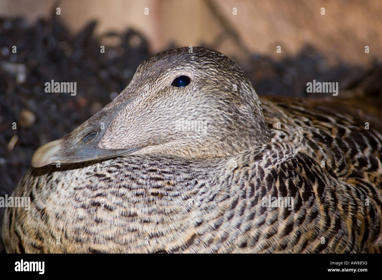 female eider duck in the nest Stock Photo