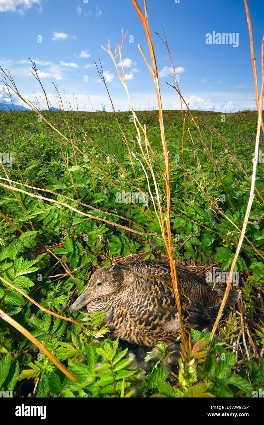 female eider duck in the outdoor nest Stock Photo