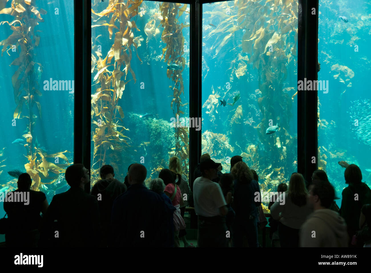 Large tank exhibit Monterey Bay Aquarium, California, USA Stock Photo