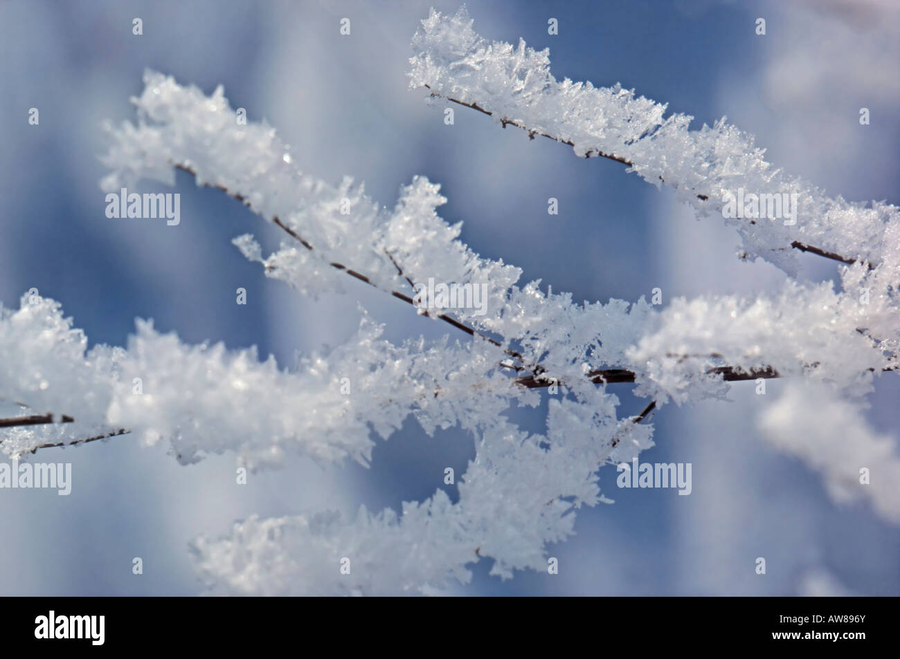 Close up snowy branch hi-res stock photography and images - Alamy