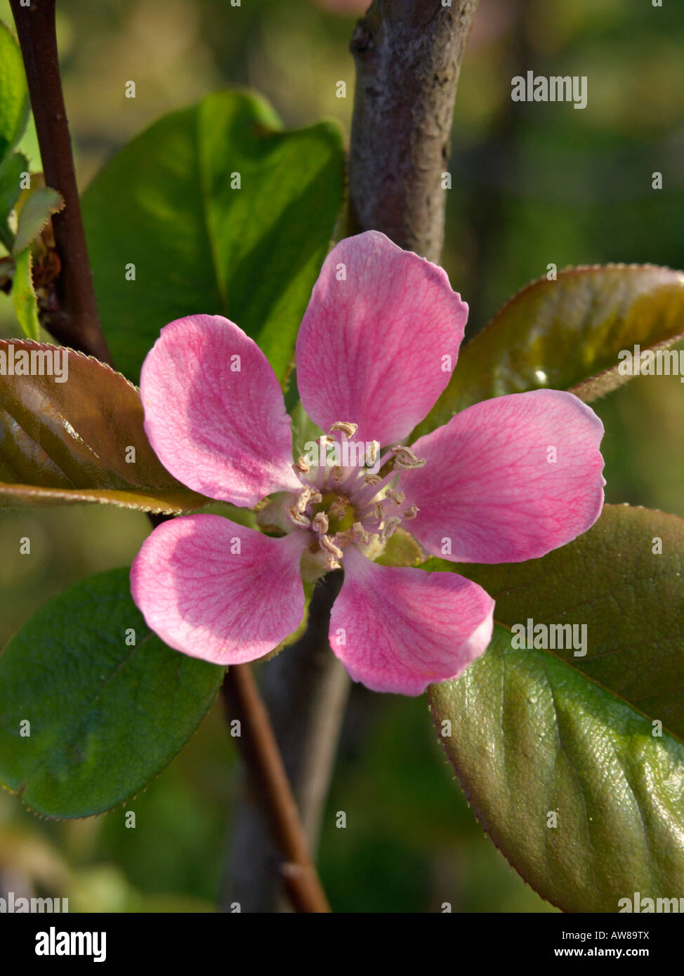 Chinese quince (Pseudocydonia sinensis syn. Chaenomeles sinensis) Stock Photo
