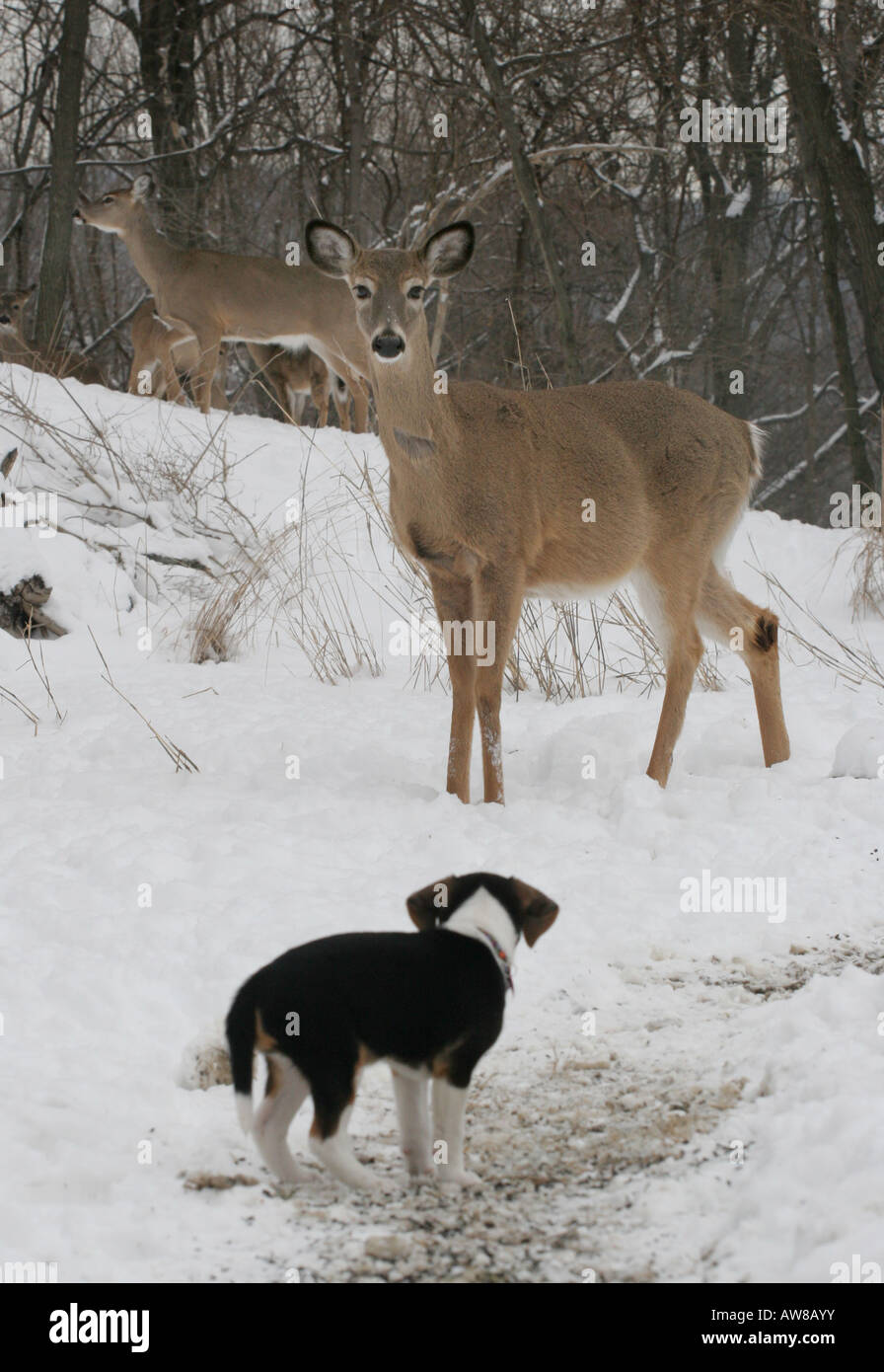 Deer beagles 2025
