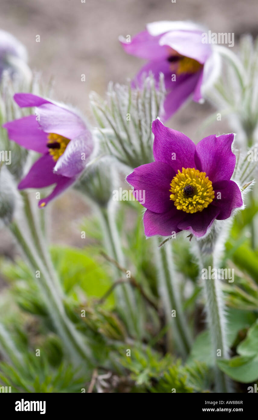 Pasque flower (Anemone Pulsatilla, Pulsatilla Vulgaris, Ranunculaceae) flowering , Finland Stock Photo