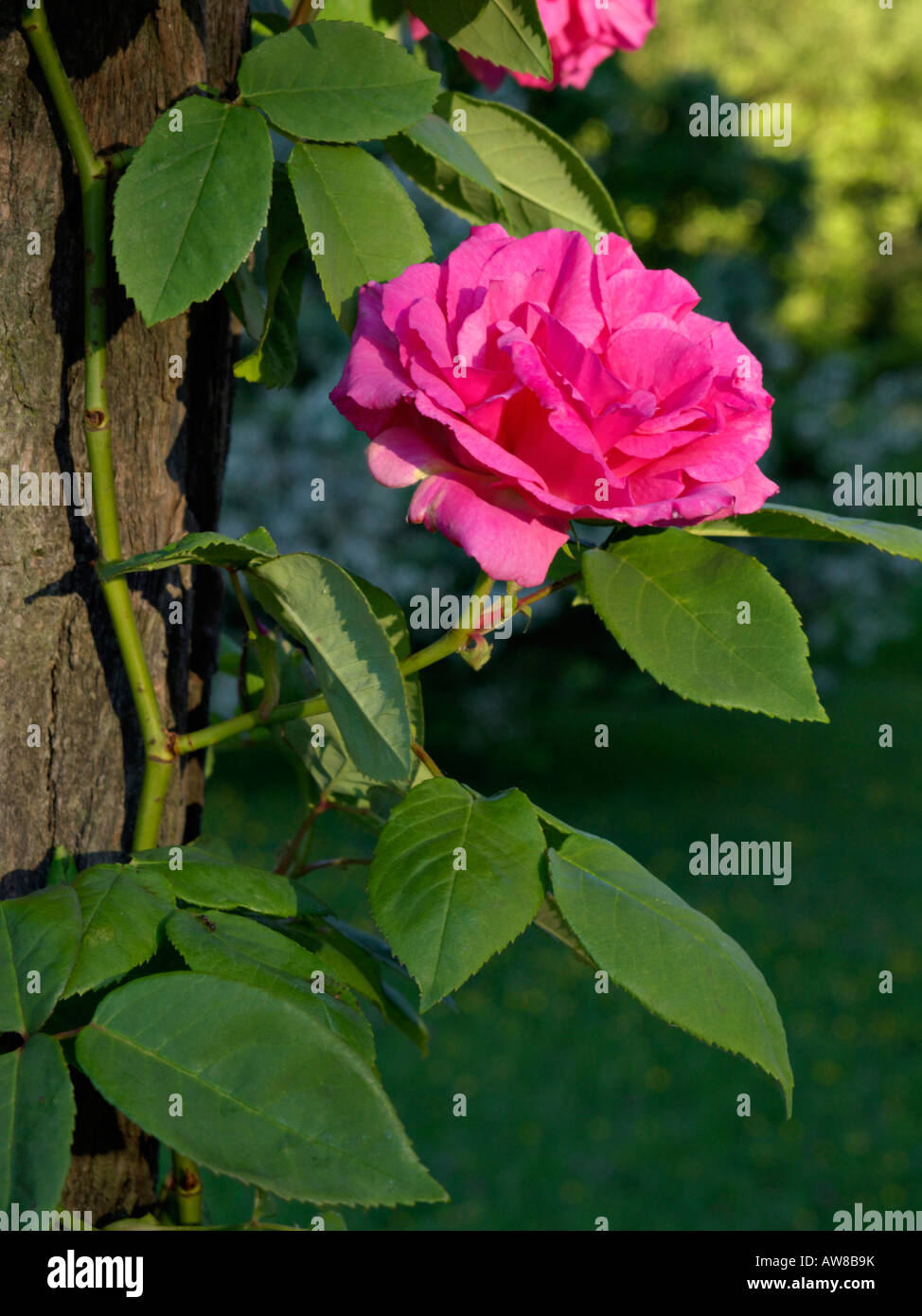 Bourbon rose (Rosa Zephirine Drouhin) Stock Photo